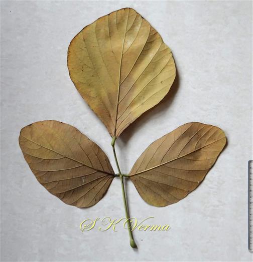  Leaf (Abaxial view)